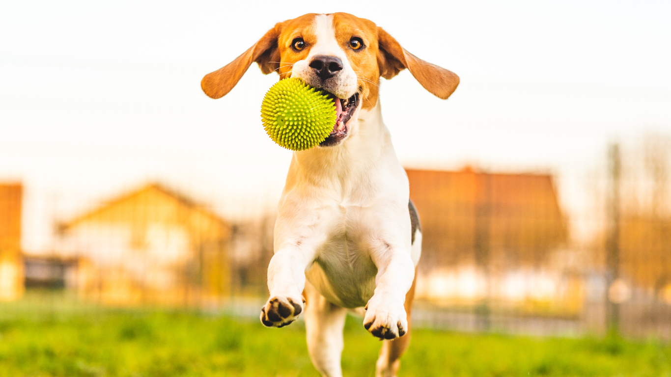 zabawki dla psa Petstars